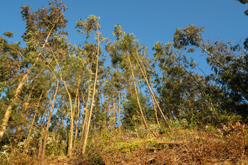 Tall eucalyptus trees in rural Portugal at sunset with soft golden light