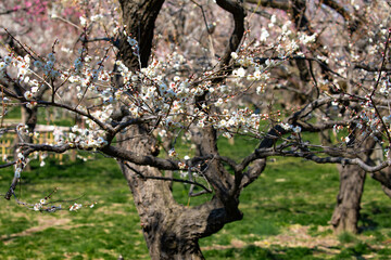 水戸偕楽園の梅の花