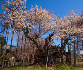 満開に咲く実相寺の神代桜