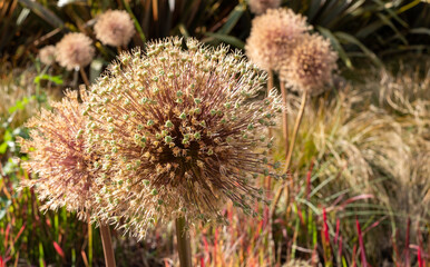 Allium seedheads growing amongst ornamental grasses. Photographed in Chiswick, West London UK on a sunny afternoon in mid summer.
