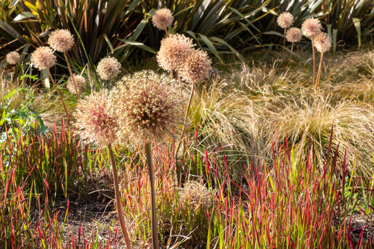 Allium seedheads growing amongst ornamental grasses. Photographed in Chiswick, West London UK on a sunny afternoon in mid summer.