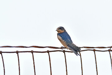 American Cliff Swallow, aka  Petrochelidon pyrrhonota