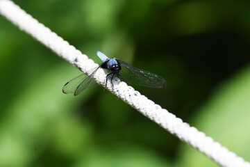 Male Blue-tailed forest hawk (Orthetrum triangulare melania)
