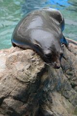 ミナミアメリカオットセイ