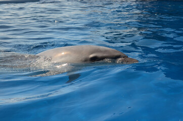 Obraz premium ハンドウイルカ