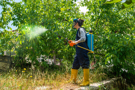 Young farmer girl throwing pesticide into orchard.