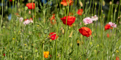 Fototapeta na wymiar Red poppy amongst poppy seed heads and other wild flowers, photographed in Gunnersbury, west London, UK