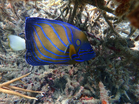 The blue ring angel fish (Annularis anglefish) found swimming at coral reef area