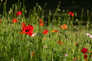 Colourful wild flowers including cornflowers and poppies, photographed in late afternoon in mid summer, in Chiswick, West London UK. 