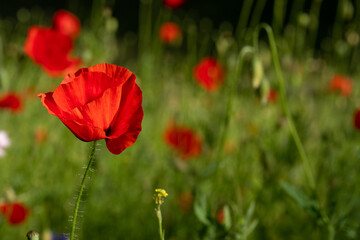 Red poppy amongst poppy seed heads and other wild flowers, photographed in Gunnersbury, west London, UK