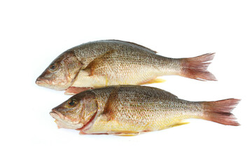 close up on whole fish isolated on white background for cook