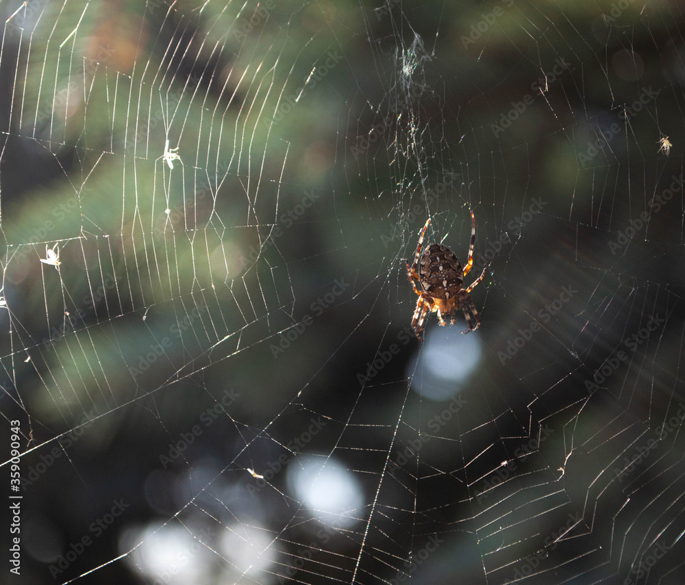 Wall mural Spider on web on a blurred dark green background