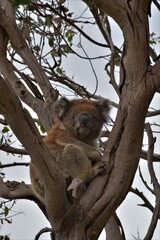 Fototapeta na wymiar Koala Portland Victoria Australia