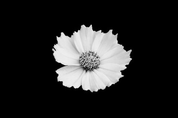 black white flower isolated on black background
