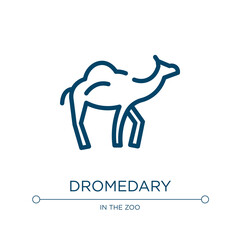 Dromedary icon. Linear vector illustration from desert collection. Outline dromedary icon vector. Thin line symbol for use on web and mobile apps, logo, print media.