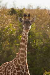 Giraffe in the Maasai Mara in warm evening light 