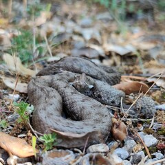 Close-up of a spanish adder/ viper Vipera latastei,snub-nosed viper,horn, picture taken in...