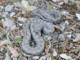 Close-up of a spanish adder/ viper Vipera latastei,snub-nosed viper,horn, picture taken in...