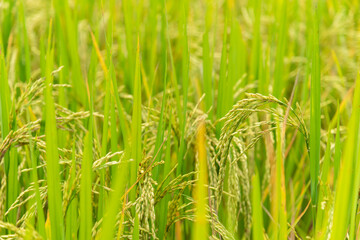 ripe rice in rice field