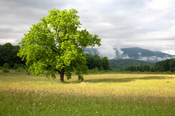 Obraz premium Scenic fields and landscape of Cades Cove in the Smoky Mountains.