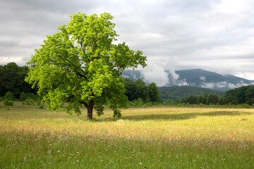 Scenic fields and landscape of Cades Cove in the Smoky Mountains.