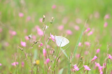 モンシロチョウ