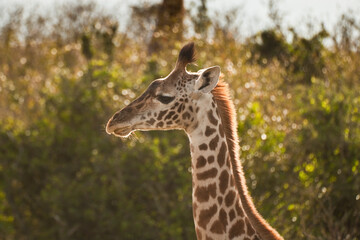 Giraffe portrait in the Maasai Mara, National Park, Kenya