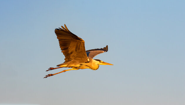 Grey heron flying in the evening sun