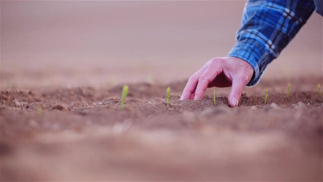 Agriculture - Farmer Examining Young Corn Growing at Agricultural Field