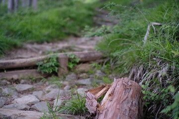 Tanzawa mountain forest