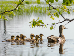 adorable, animal, animal family, babies, baby, beak, beautiful, beauty in nature, bird, brown, cute, duck, duckling, ducklings, family, feather, female, group, lake, lovely, mom, mother, mother and ba