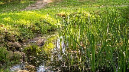 
Reed stems in the pond in spring