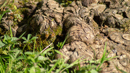 
Bees on the roots of a tree, in spring