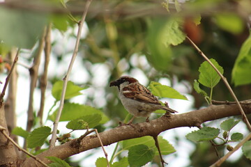 female house sparrow