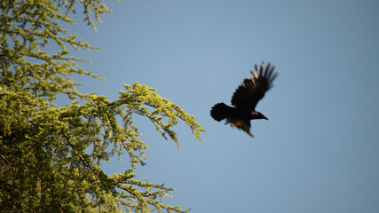 envol d'une corneille en haut d'un conifère