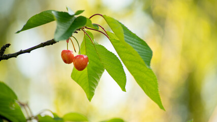 
Ripe cherry on the tree, close up