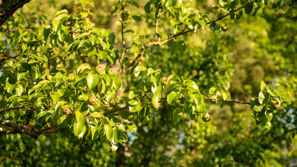 Fototapeta na wymiar Look in the pear tree, and its ripening fruits, on a beautiful end of spring day
