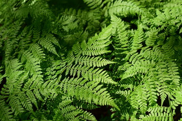 Fern leaves. Thickets of plants in the forest, natural patterns.