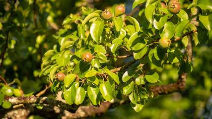 
Look in the pear tree, and its ripening fruits, on a beautiful end of spring day