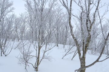 Hoarfrost forest