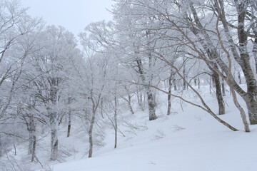 Hoarfrost forest