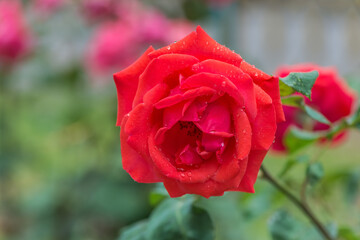 Beautiful red rose with water drops. Close-up shot.