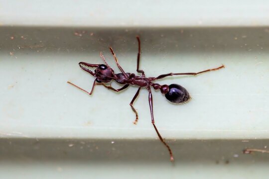 Black-scaped Bull Ant (Myrmecia nigriscapa) South Australia
