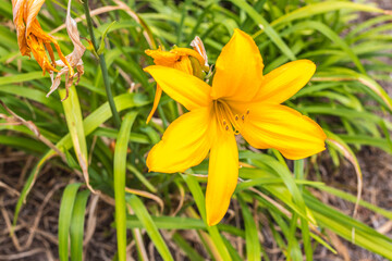 Fototapeta premium Nature along a 65 mile paved walking and hiking trail in north Georgia