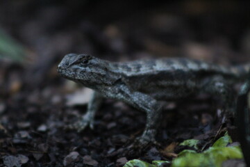 Lizard