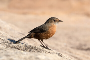 Rockwarbler resting on sandstone rock