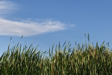 Fototapeta na wymiar A stand of green reeds beneath a blue sky with a few clouds.