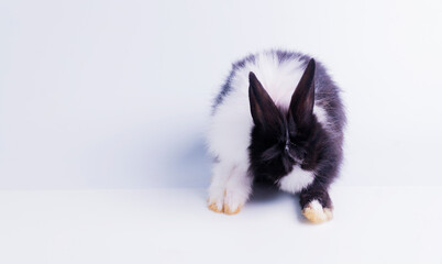 Cute adorable black and white rabbit sitting on isolated white background. Lovely baby bunny single sit while watching something on white background. Easter concept.