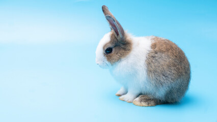 Cute adorable brown and white rabbit sitting on isolated blue background. Lovely baby bunny alone sit on blue background. Easter concept.