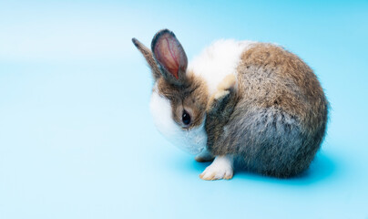 Cute adorable brown and white rabbit cleaning foot while sitting on isolated blue background. Lovely baby bunny alone sit on blue background. Easter concept.